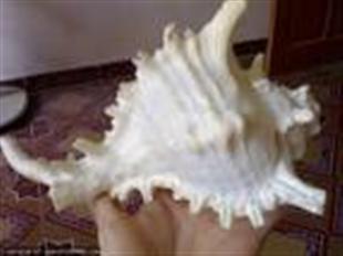 Ốc gai trắng Product photo